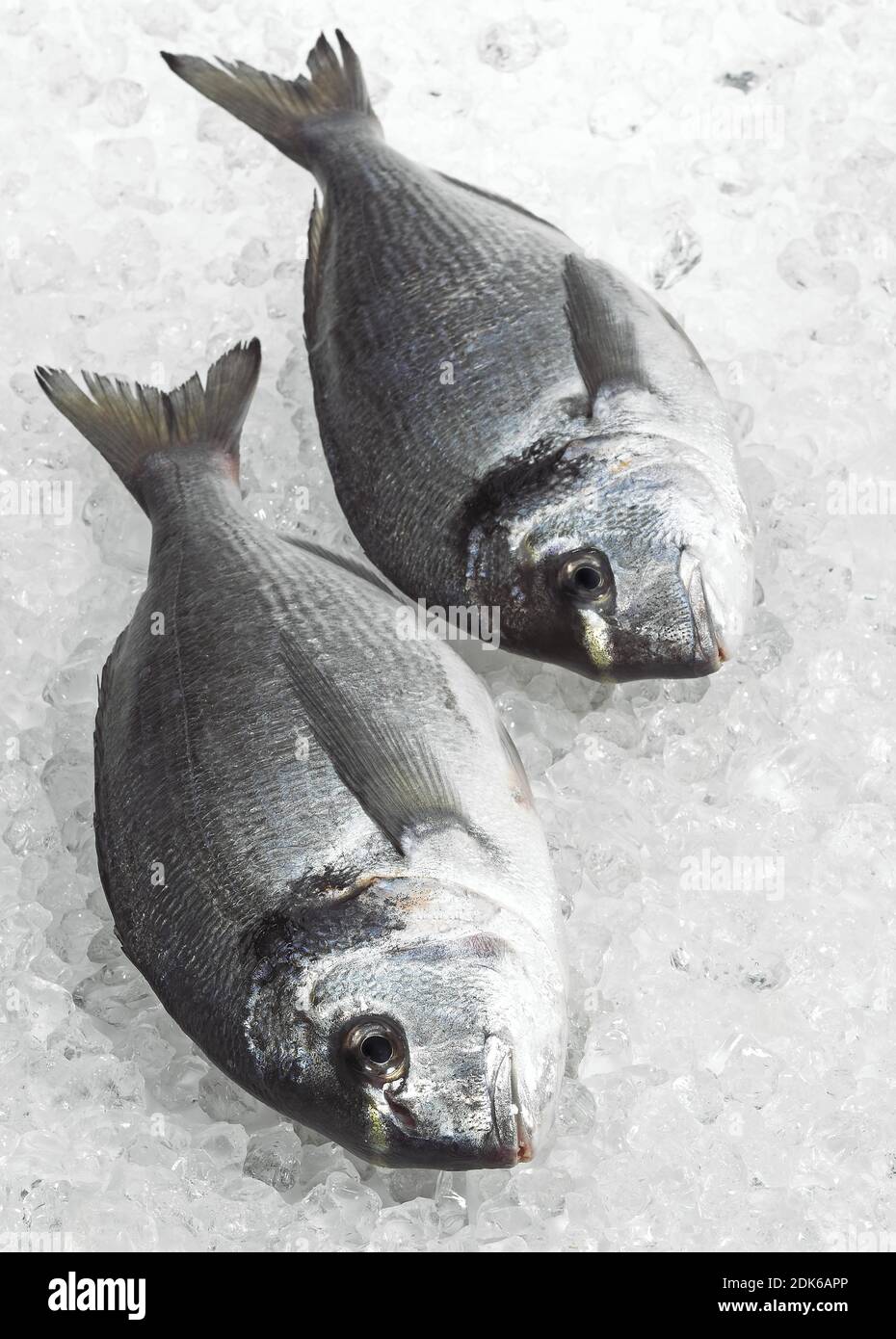 Gilthed Bream, sparus auratus, Fresh Fish on Ice Stock Photo