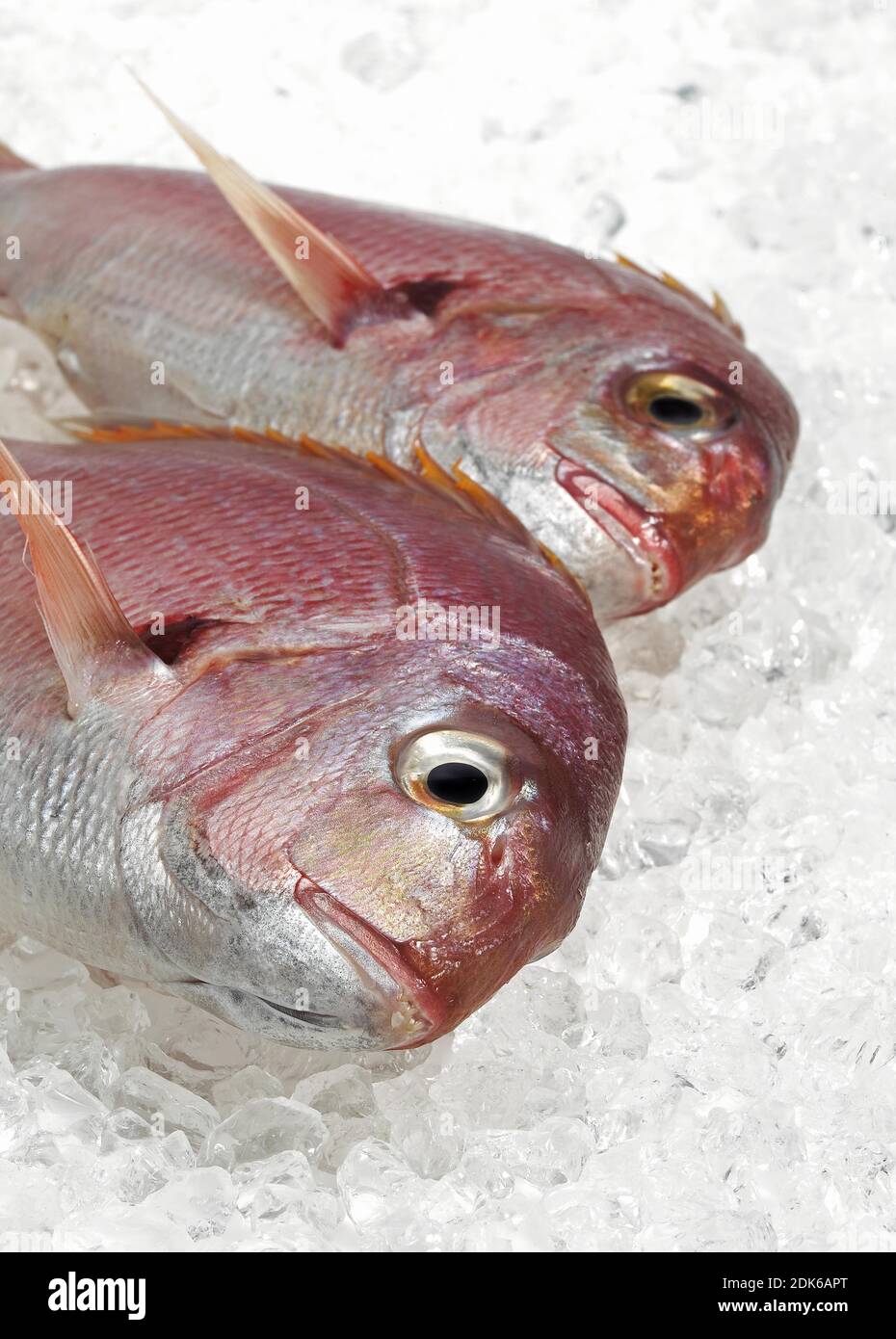 Red Sea Bream, pagellus bogaraveon, Fresh Fish on Ice Stock Photo