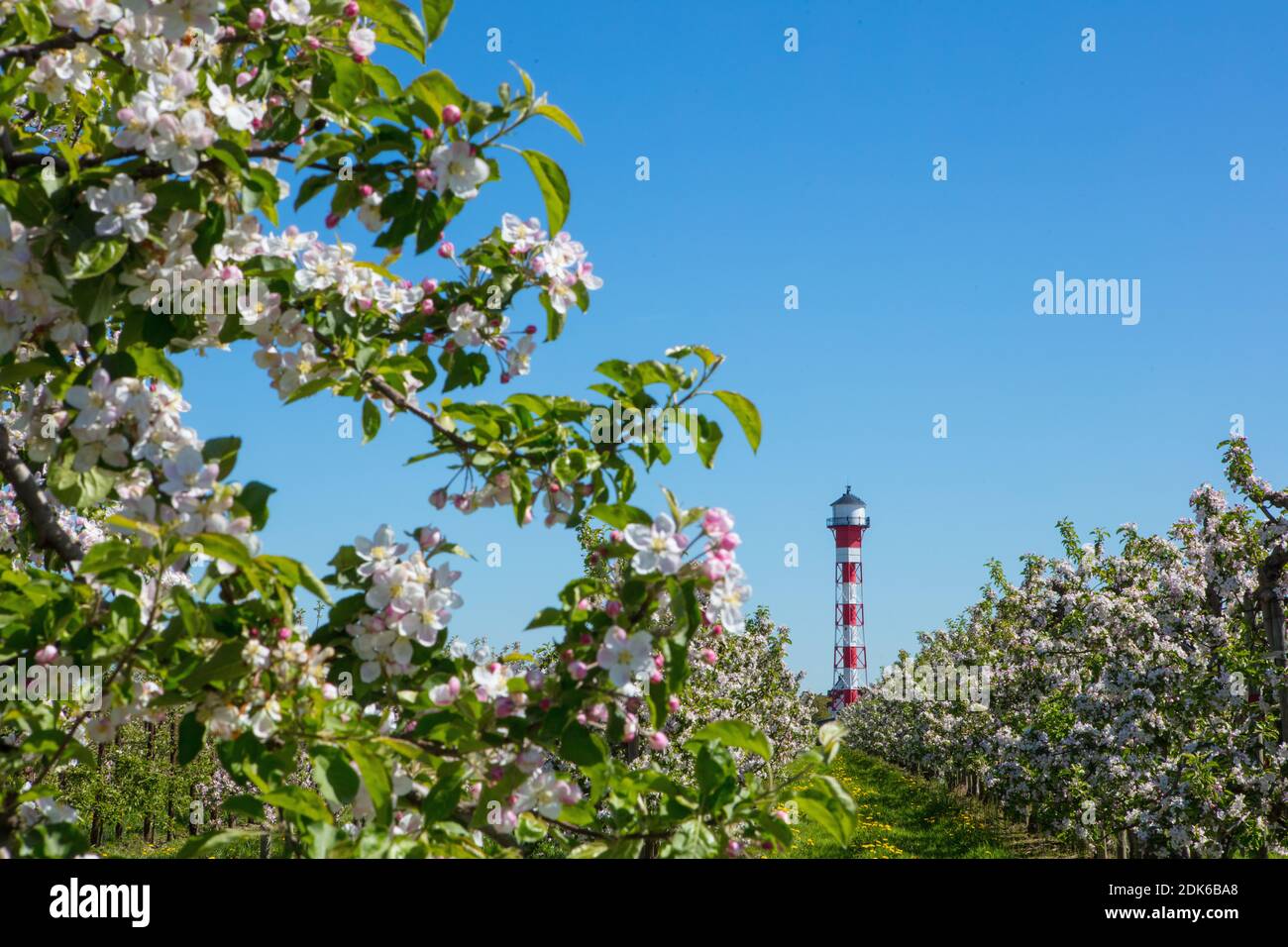 Altes Land. Obst / Apfelblüte. Anbaugebiet: Jork/ Mittelkirchen. Stock Photo
