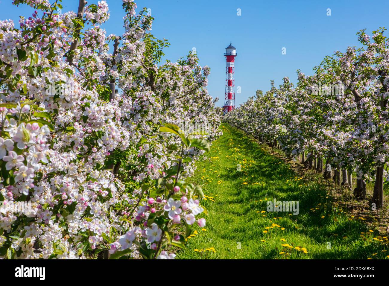 Altes Land. Obst / Apfelblüte. Anbaugebiet: Jork/ Mittelkirchen. Stock Photo