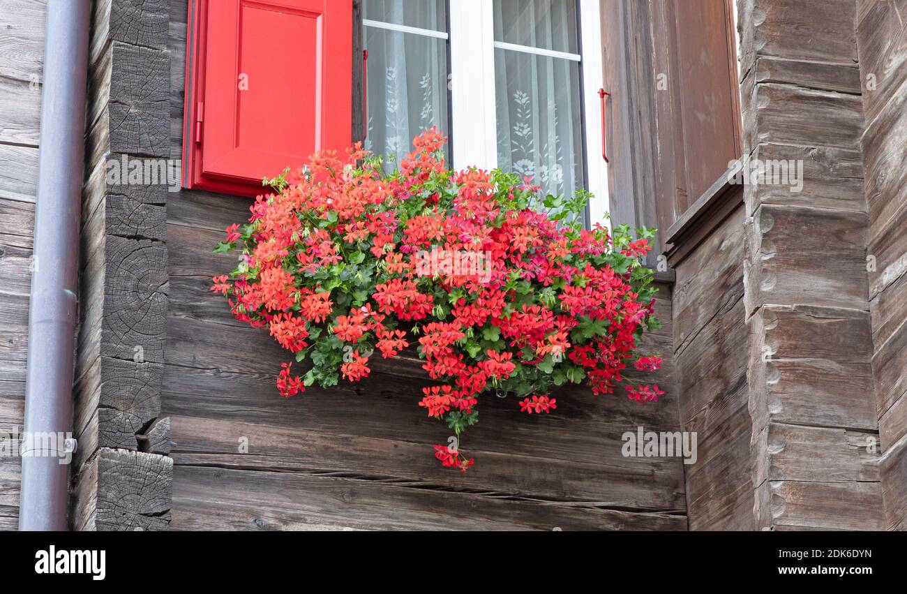 Traditional old timbered houses with red flowers in front of the window ...