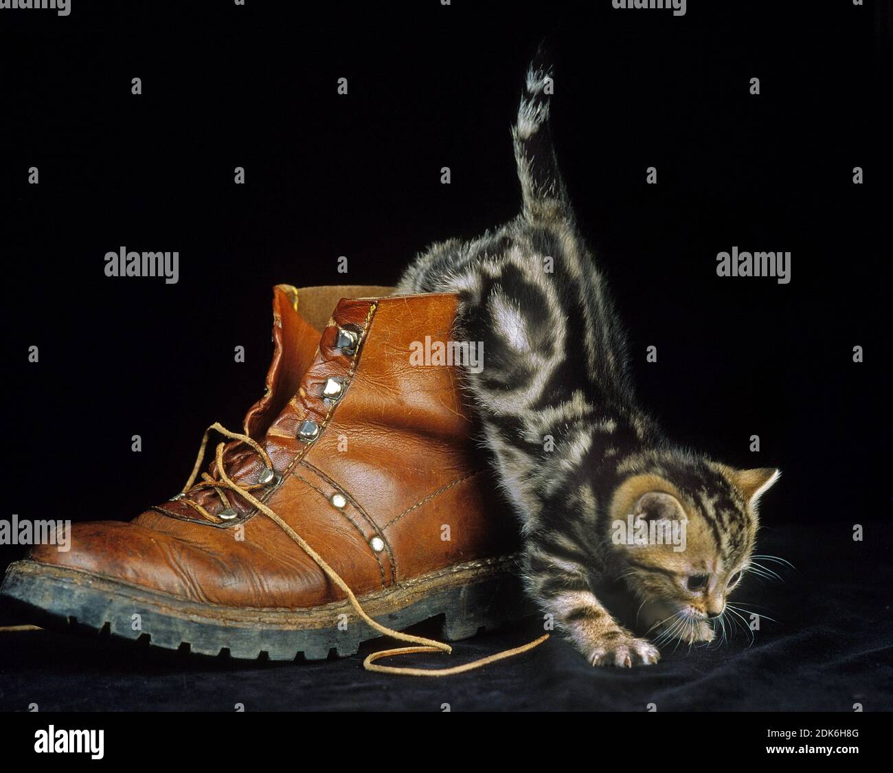 Silver tabby cat in profile hi-res stock photography and images - Alamy