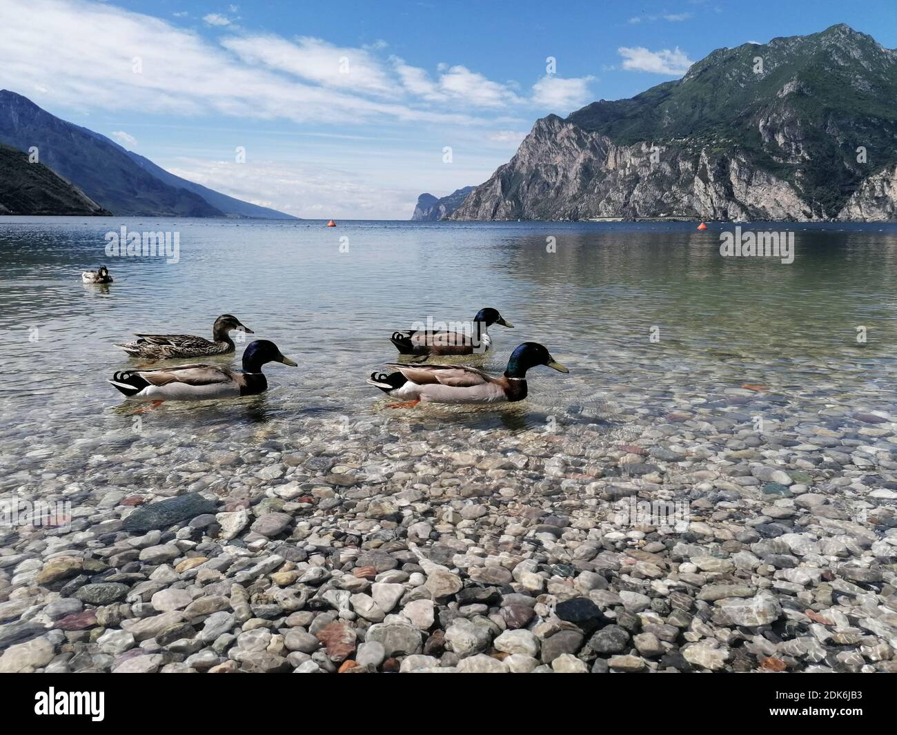 View Of Ducks On Rock By Lake Against Sky Stock Photo