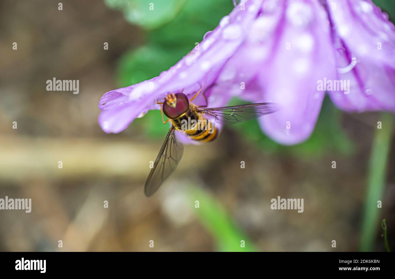 Wet Honey Bee High Resolution Stock Photography and Images - Alamy