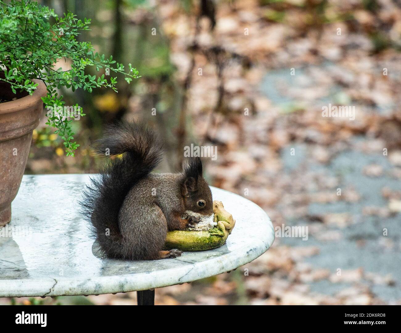 Ein Eichhörnchen knabbert an Nüssen, die als Vogelfutter in einer Gartenschale liegen. Stock Photo