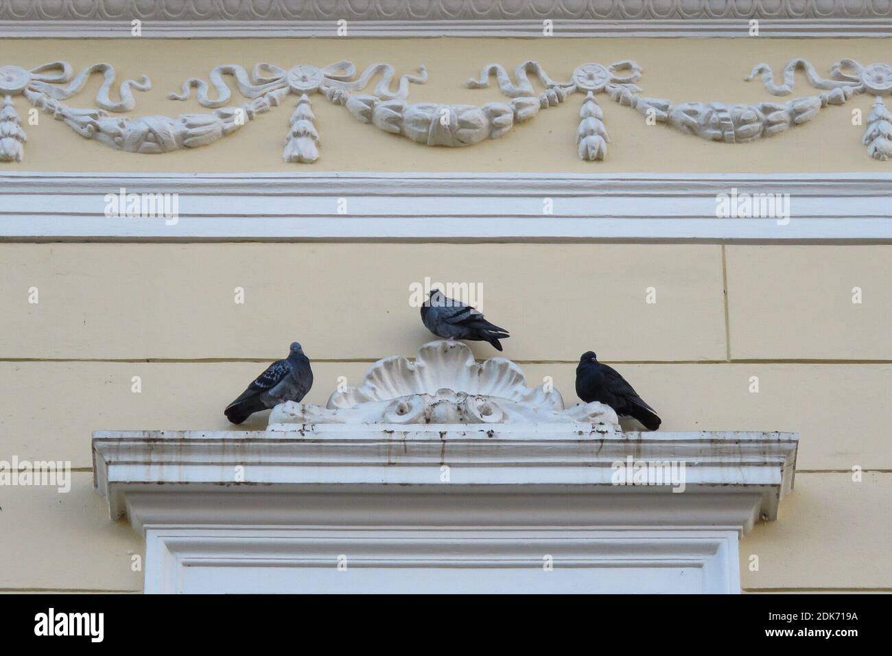 Low Angle View Of Pigeons Perching On Wall Stock Photo