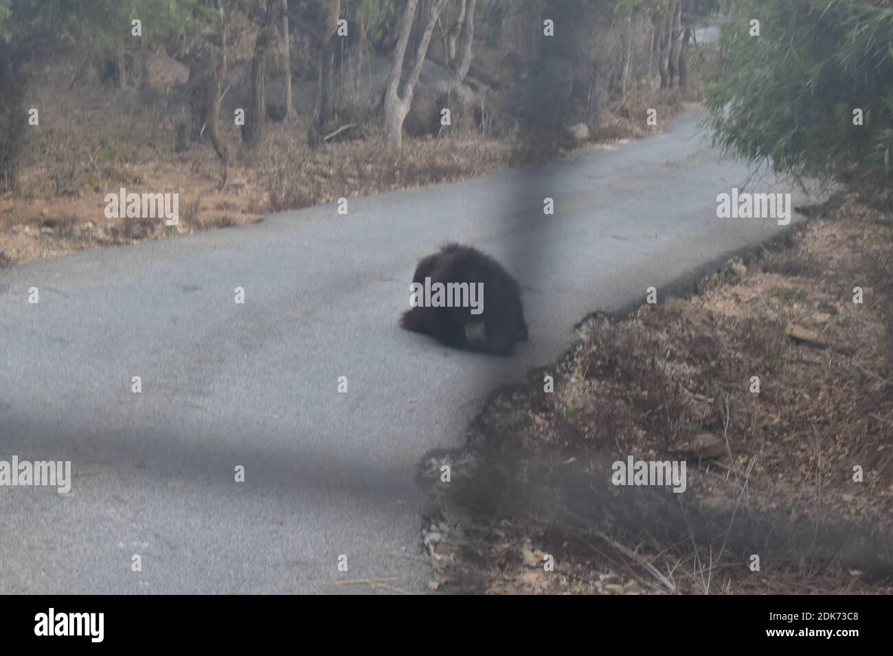 Black colored bear sleeping on the road in a national park Stock Photo