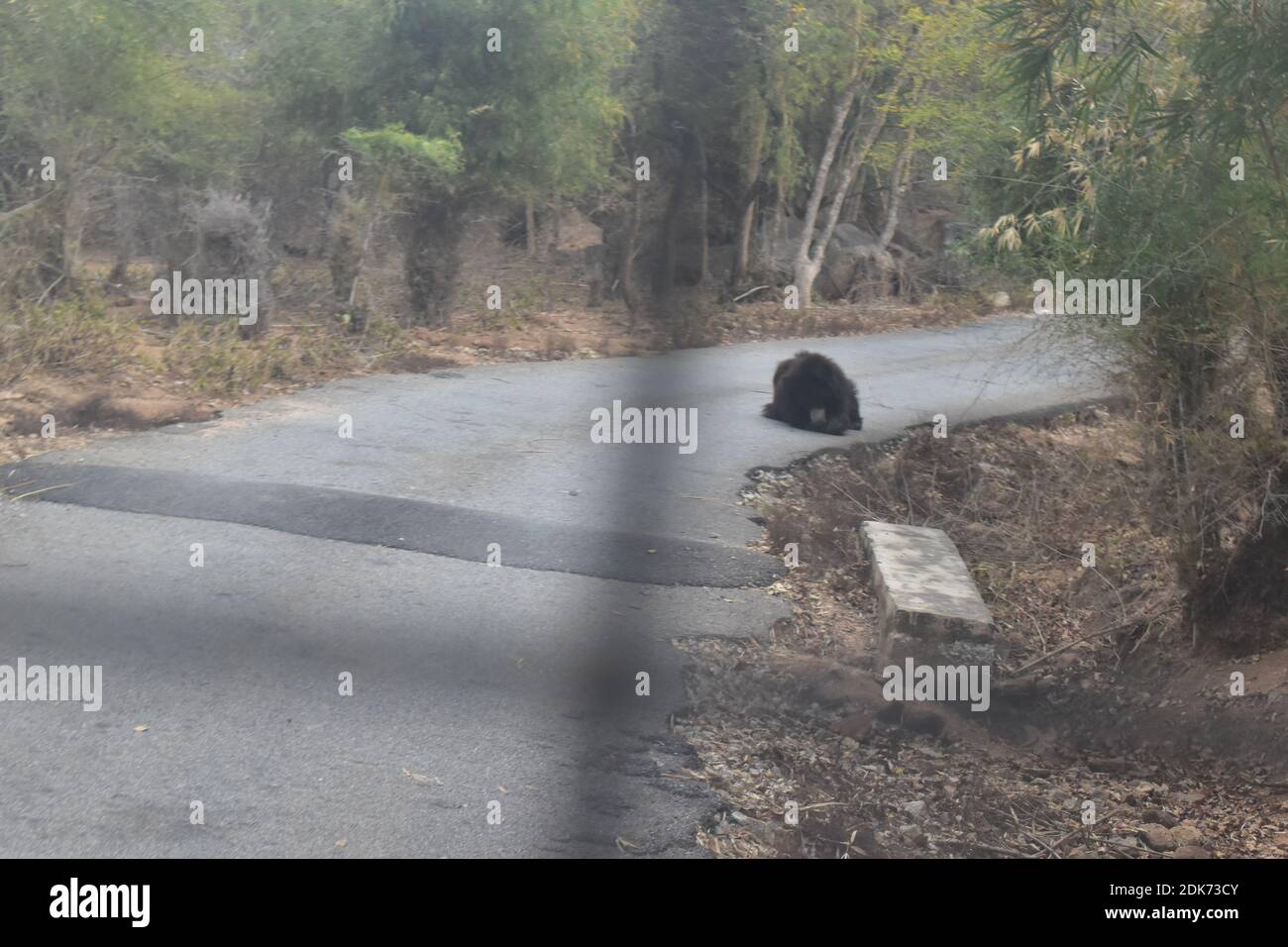 Black colored bear sleeping on the road in a national park Stock Photo
