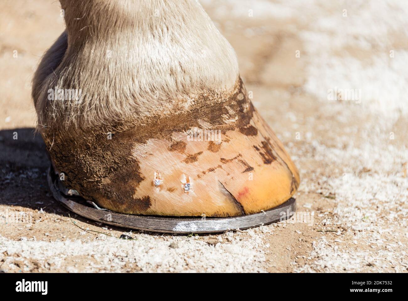Horse shoe nails hires stock photography and images Alamy