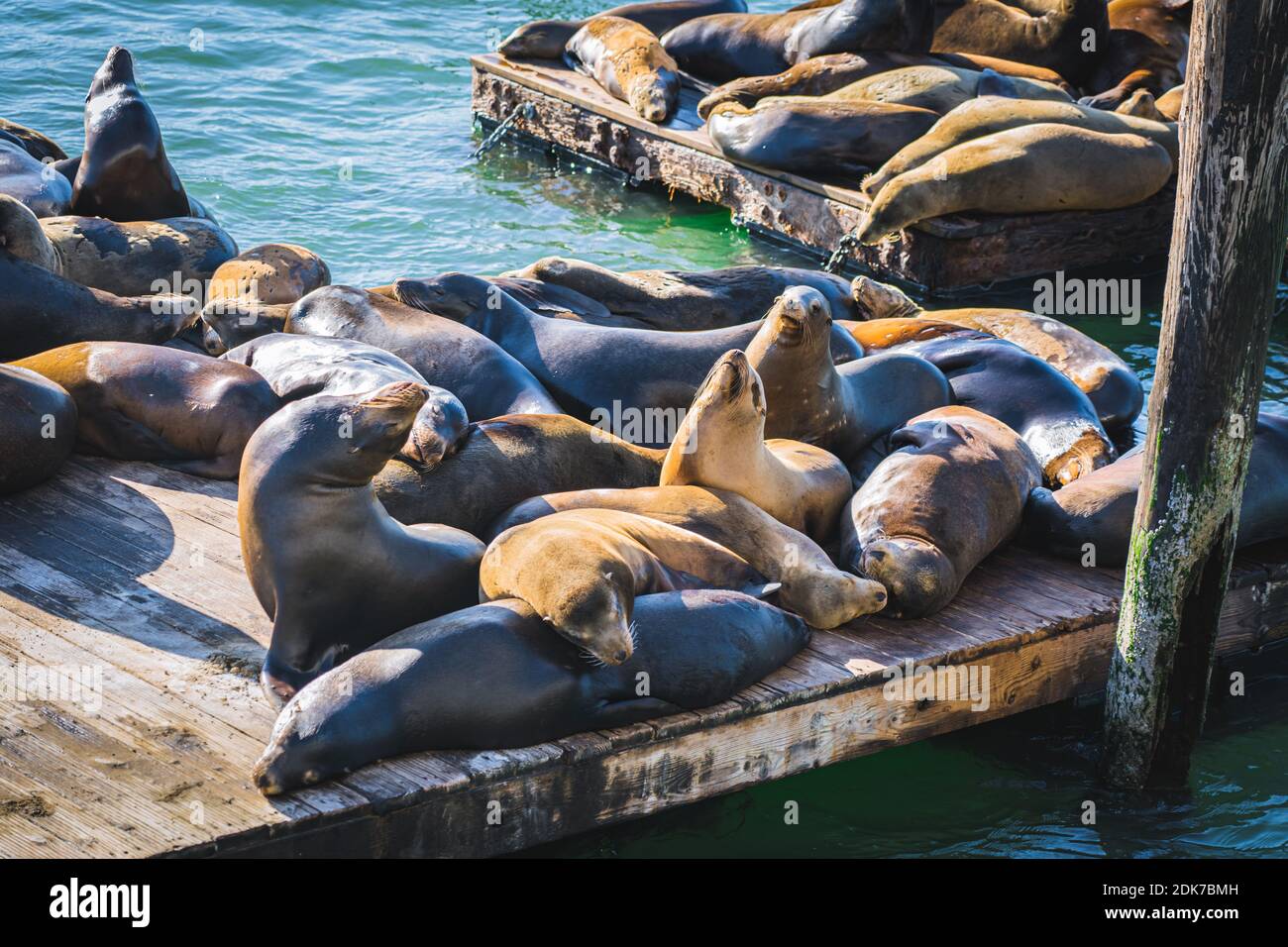 Basking seals at Pier 39, Fisherman's Wharf, San Francisco Stock