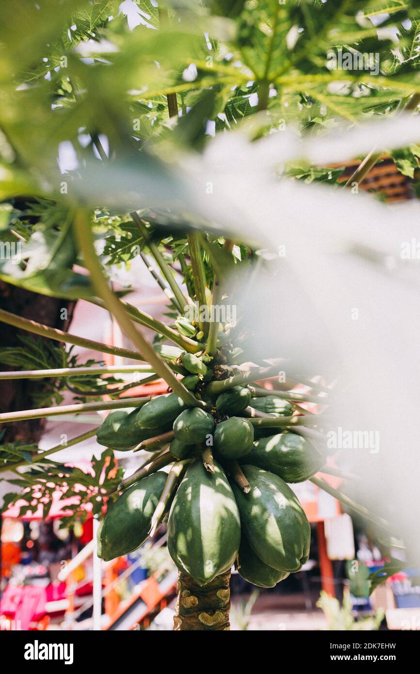 Papayas Growing On Tree Stock Photo Alamy