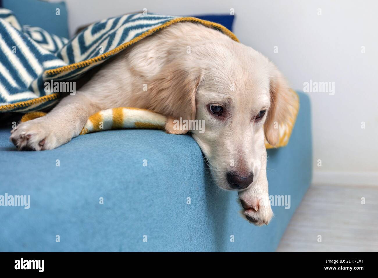A yellow Labrador retriever was lying on the bed under the covers. Dog ...