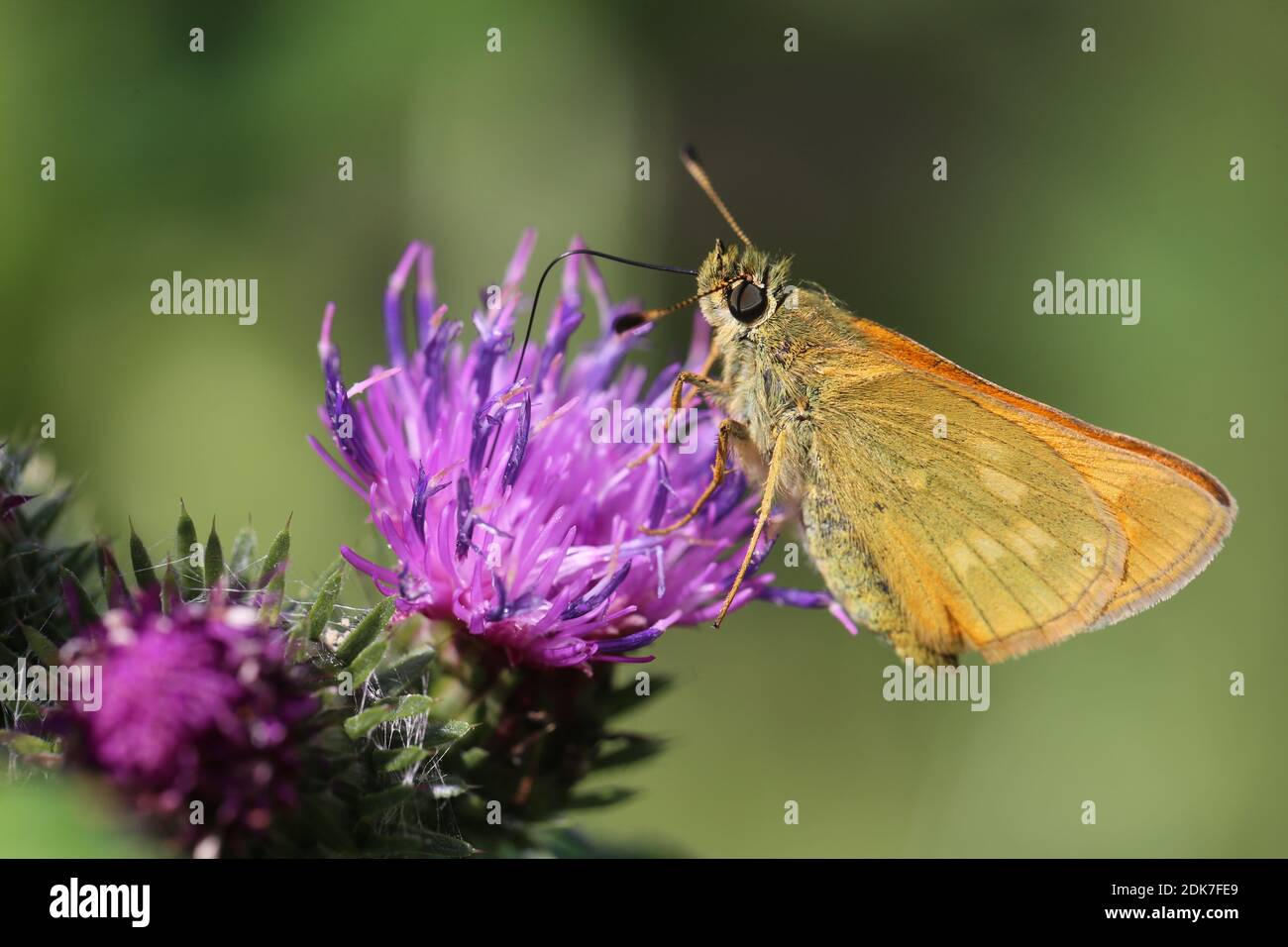 Butterfly, day butterfly, thick-headed butterfly, thistle, rust-colored thick-headed butterfly, Ochlodes sylvanus Stock Photo
