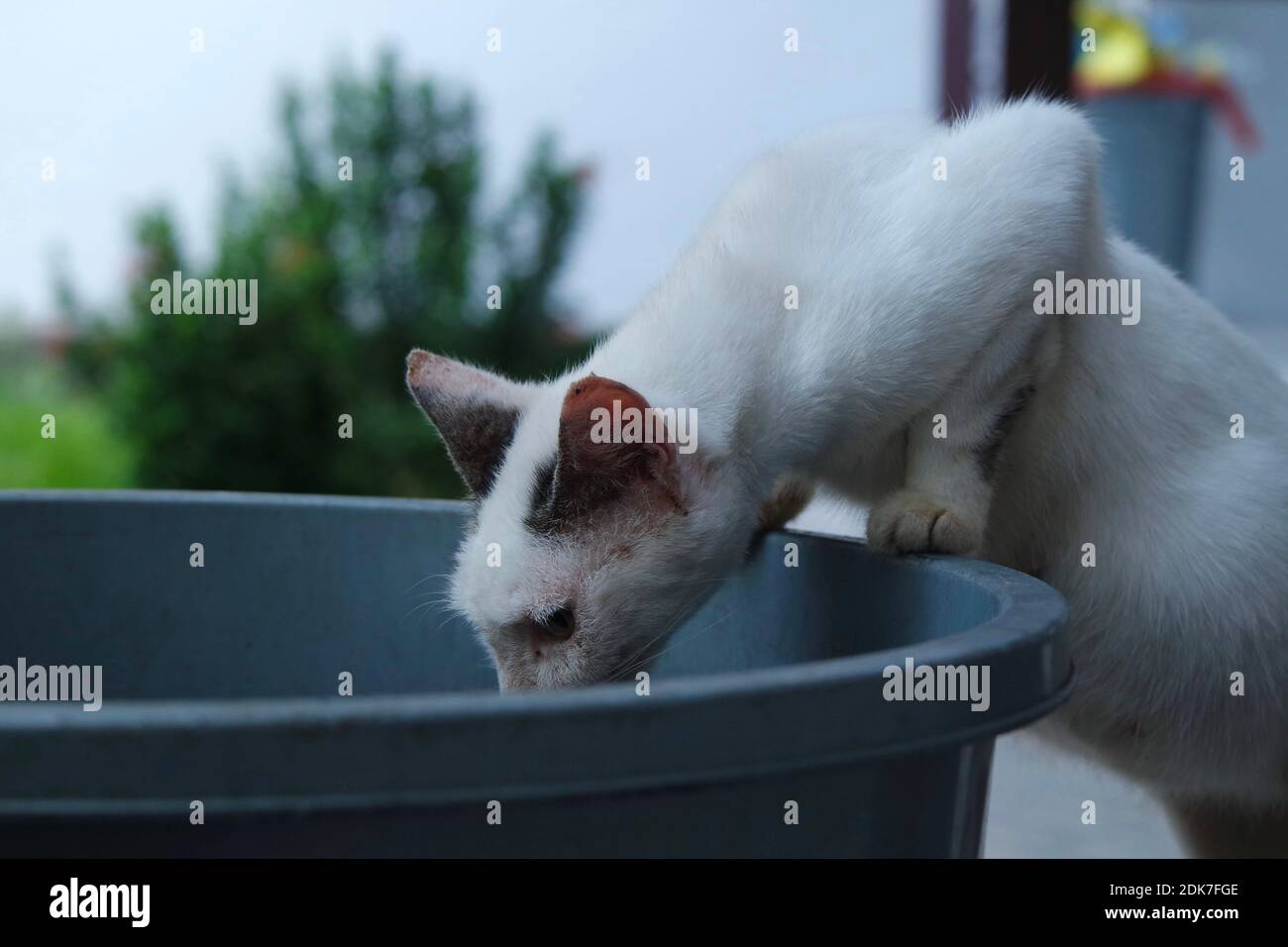 Cat Drinking Water From Bucket Outdoors Stock Photo Alamy