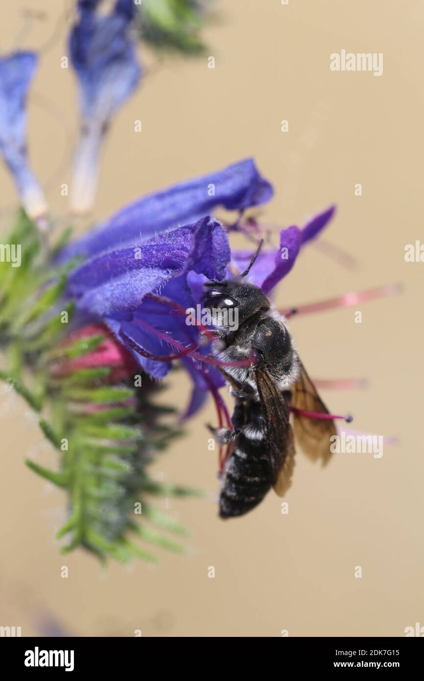 Adder's head mason bee, adder's head, Echium vulgare, common adder's head, Osmia adunca, hoplitis adunca, wild bee, female of the adder's head mason bee on adder's head Stock Photo