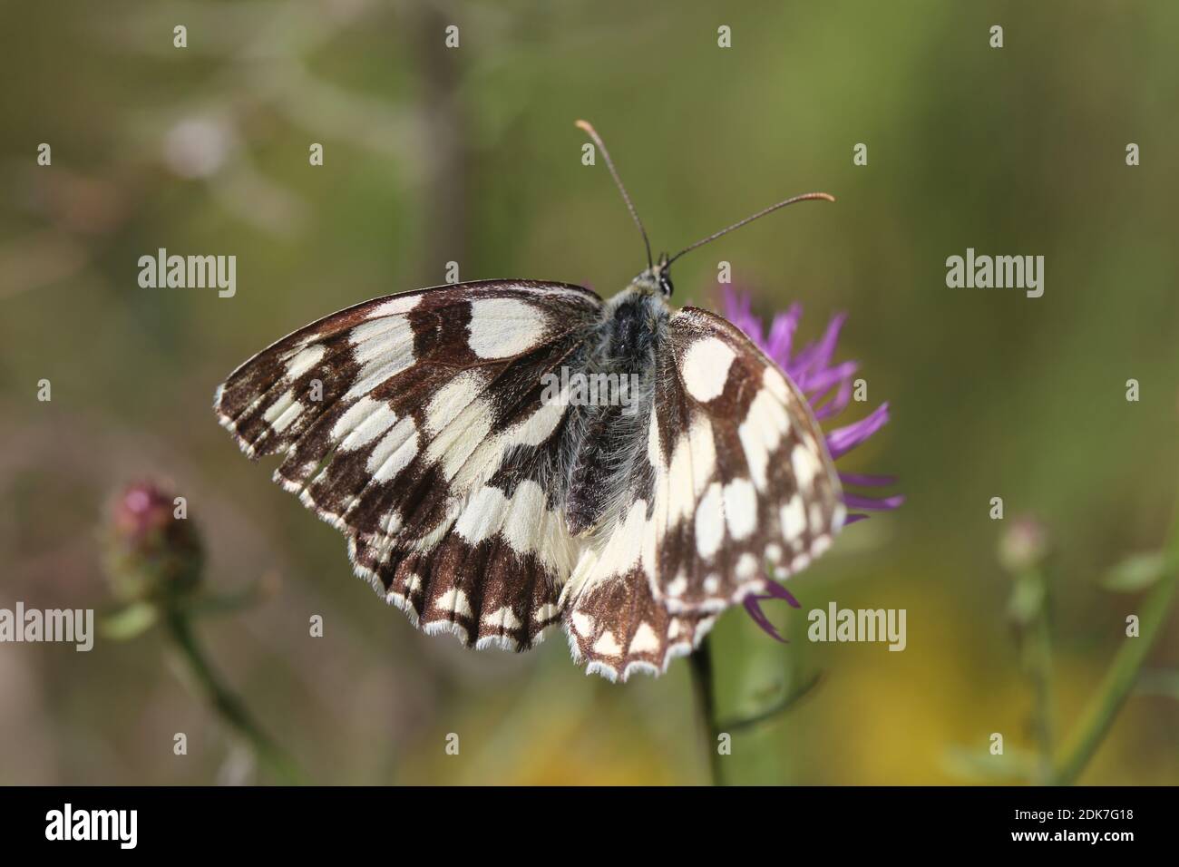 Western marbled white, butterfly, Melanargia galathea, flower meadow Stock Photo