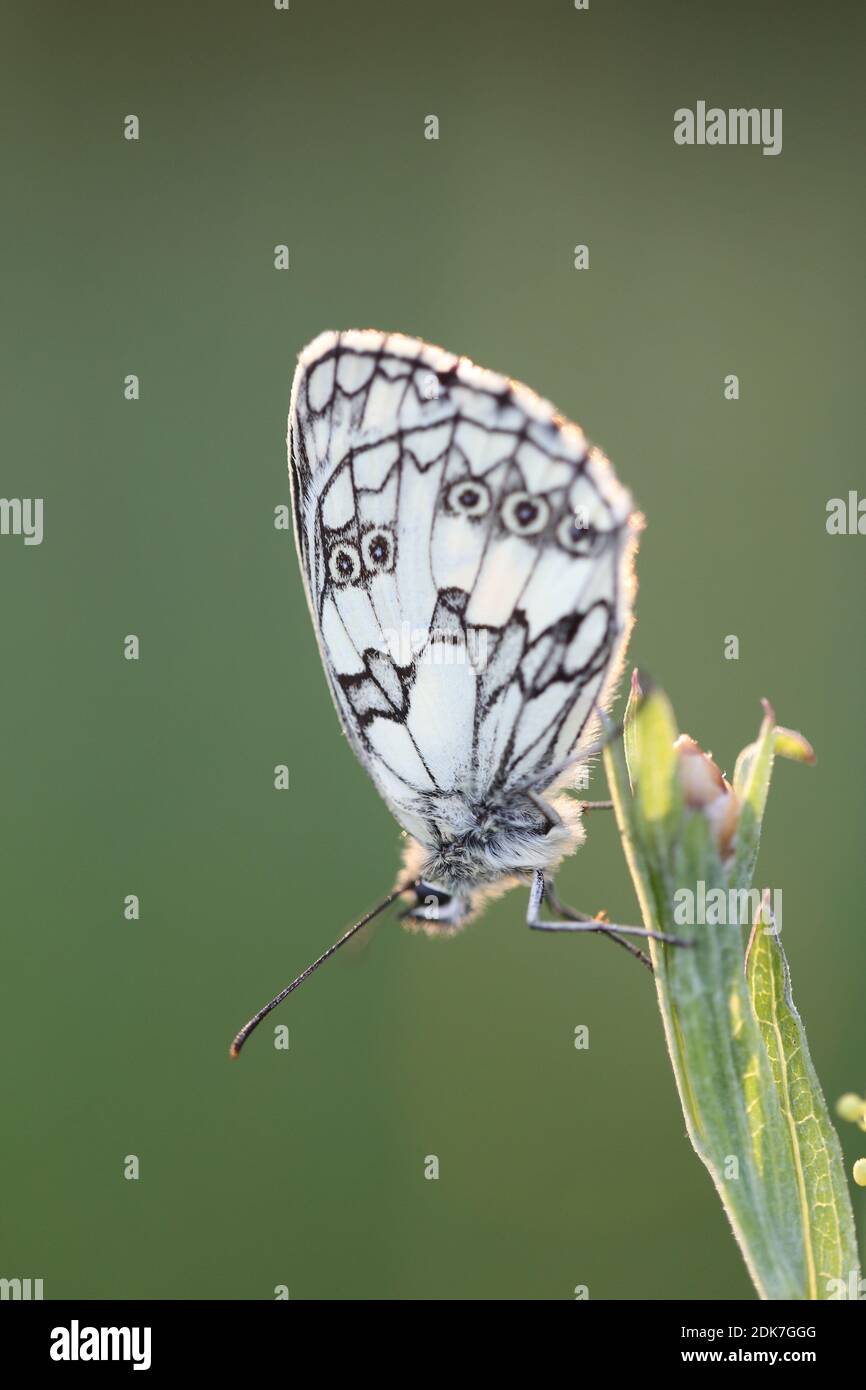 Western marbled white, butterfly, Melanargia galathea, flower meadow Stock Photo
