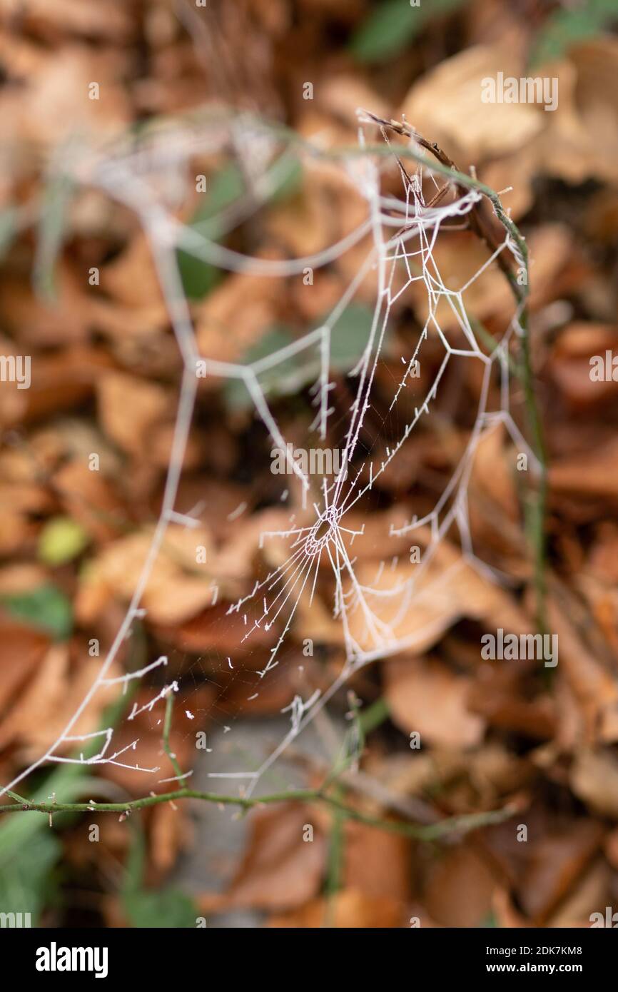 An autumn morning: A frozen spiderweb in the forest after the first frost Stock Photo