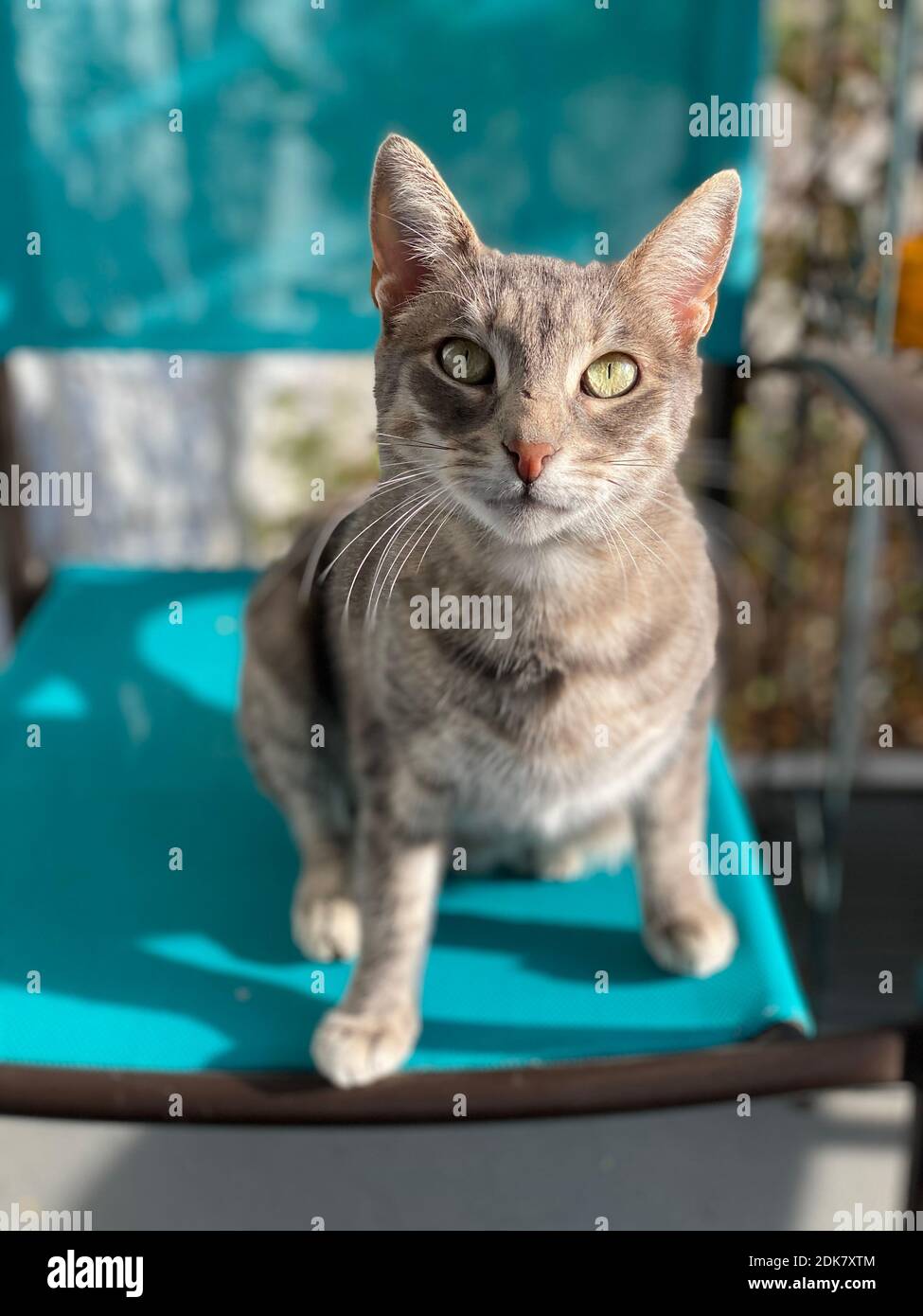 Lucy cat hi-res stock photography and images - Alamy