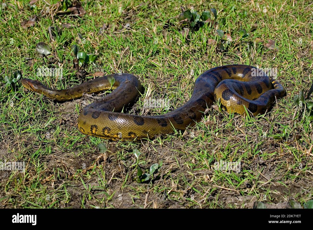 Green Anaconda, eunectes murinus, Los Lianos in Venezuela Stock Photo ...