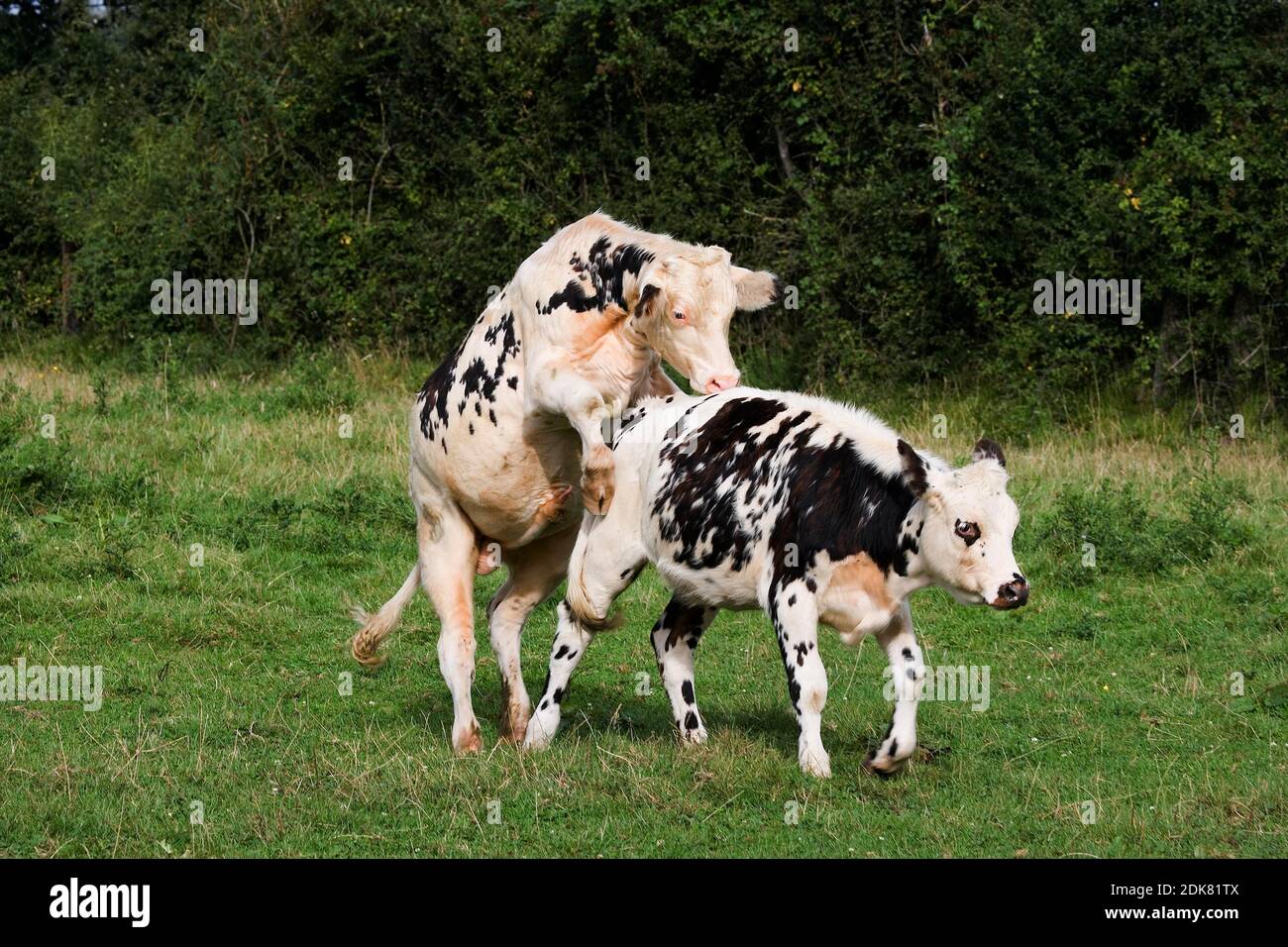 Cow Mating Process Normandy Cow, Domestic Cattle, Pair mating Stock Photo - Alamy