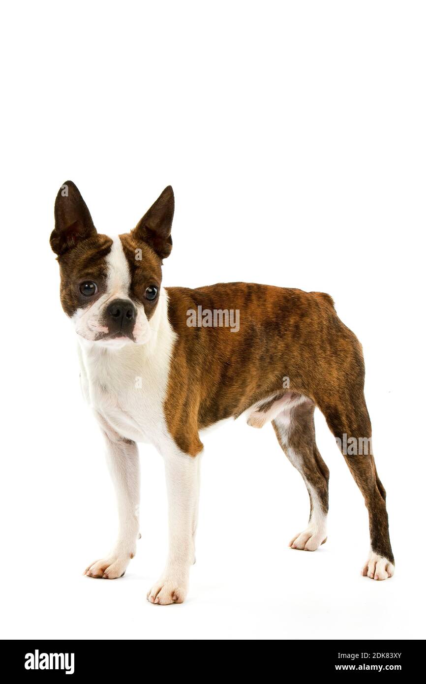 Boston Terrier Dog, male against White Background Stock Photo - Alamy