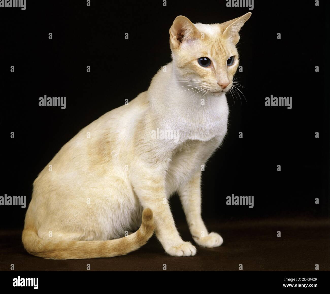 Red Point Siamese Domestic Cat, Adult against Black Background Stock ...