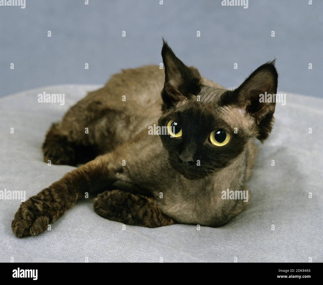 Devon Rex Domestic Cat Stock Photo