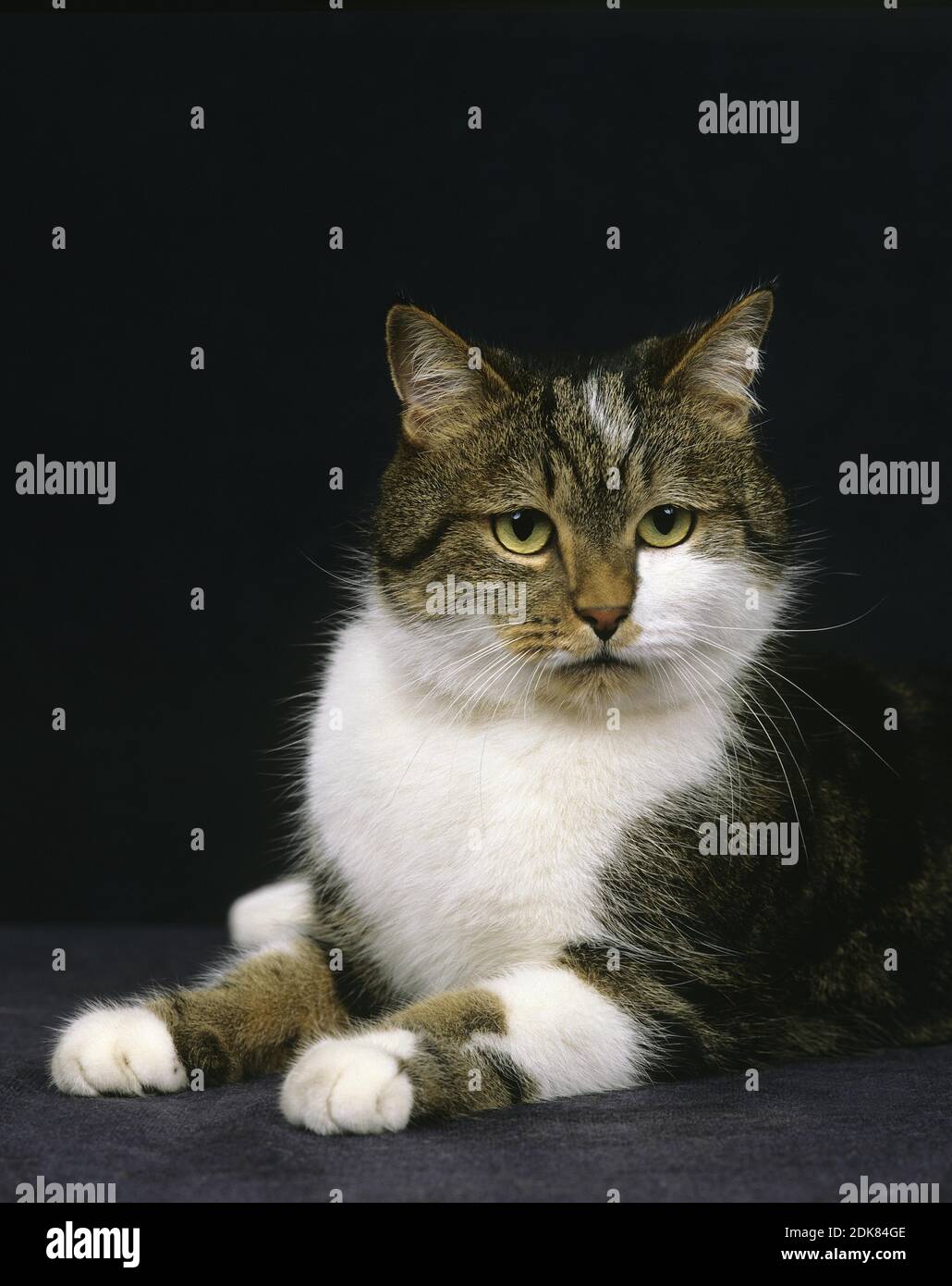 Domestic Cat against Black Background Stock Photo - Alamy