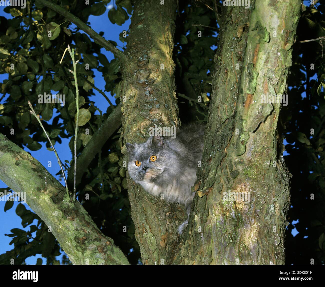 Blue Cream Persian Cat standing in Tree Stock Photo Alamy