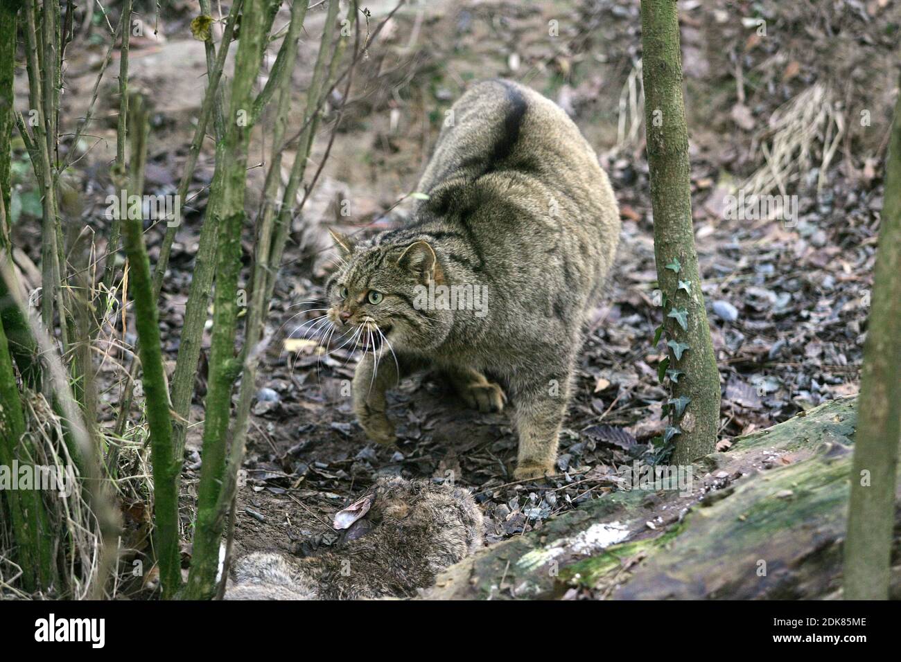 European Wildcat, felis silvestris, Killing a Wild Rabbit Stock Photo Alamy