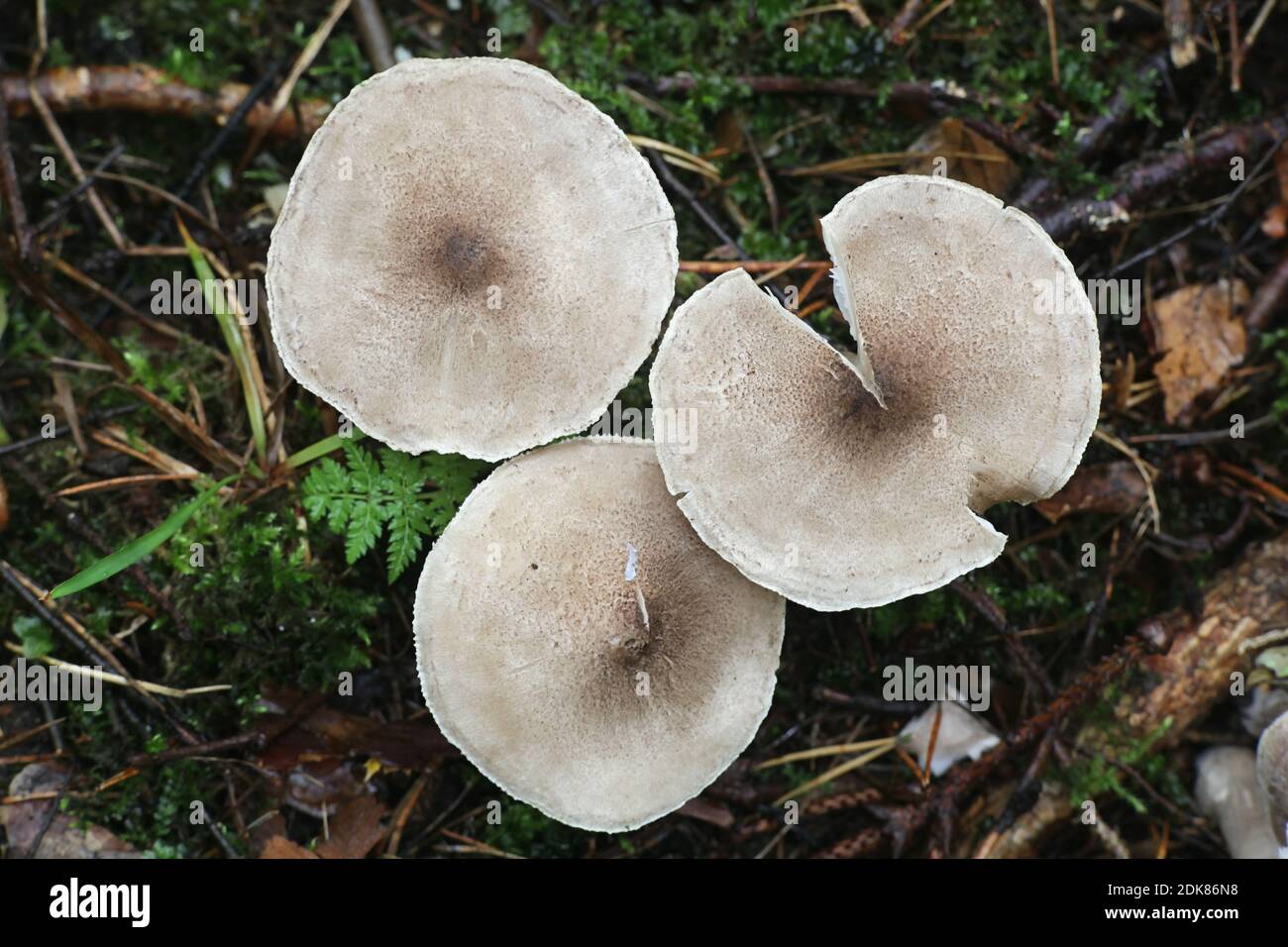 Tricholoma scalpturatum, known as the Yellowing Knight, wild mushroom from Finland Stock Photo