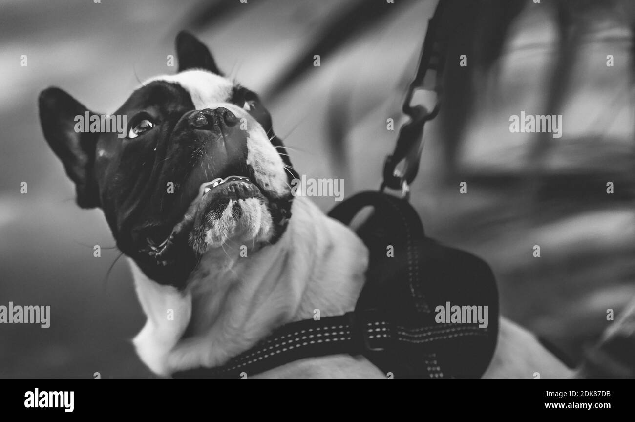 Closeup Of Dog Looking Away Stock Photo Alamy