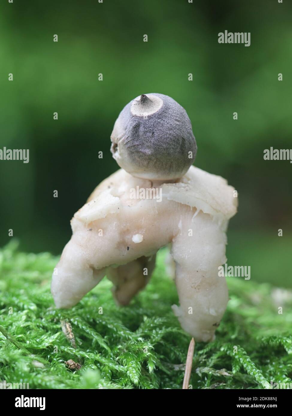 Geastrum quadrifidum, known as the rayed earthstar or four-footed earthstar, wild fungus from Finland Stock Photo