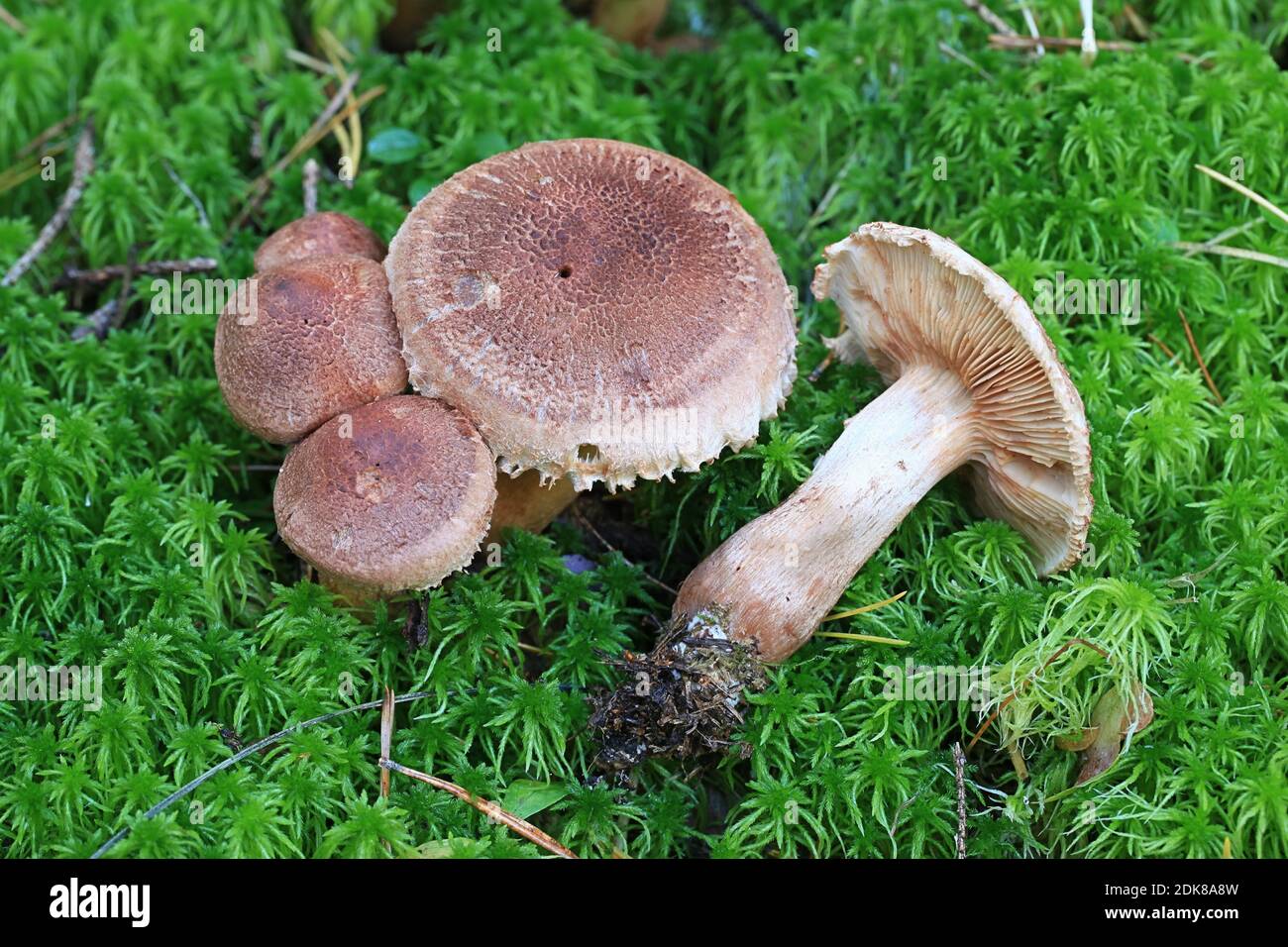 Tricholoma vaccinum, known as the russet scaly tricholoma, the scaly knight, or the fuzztop, mushrooms from Finland Stock Photo