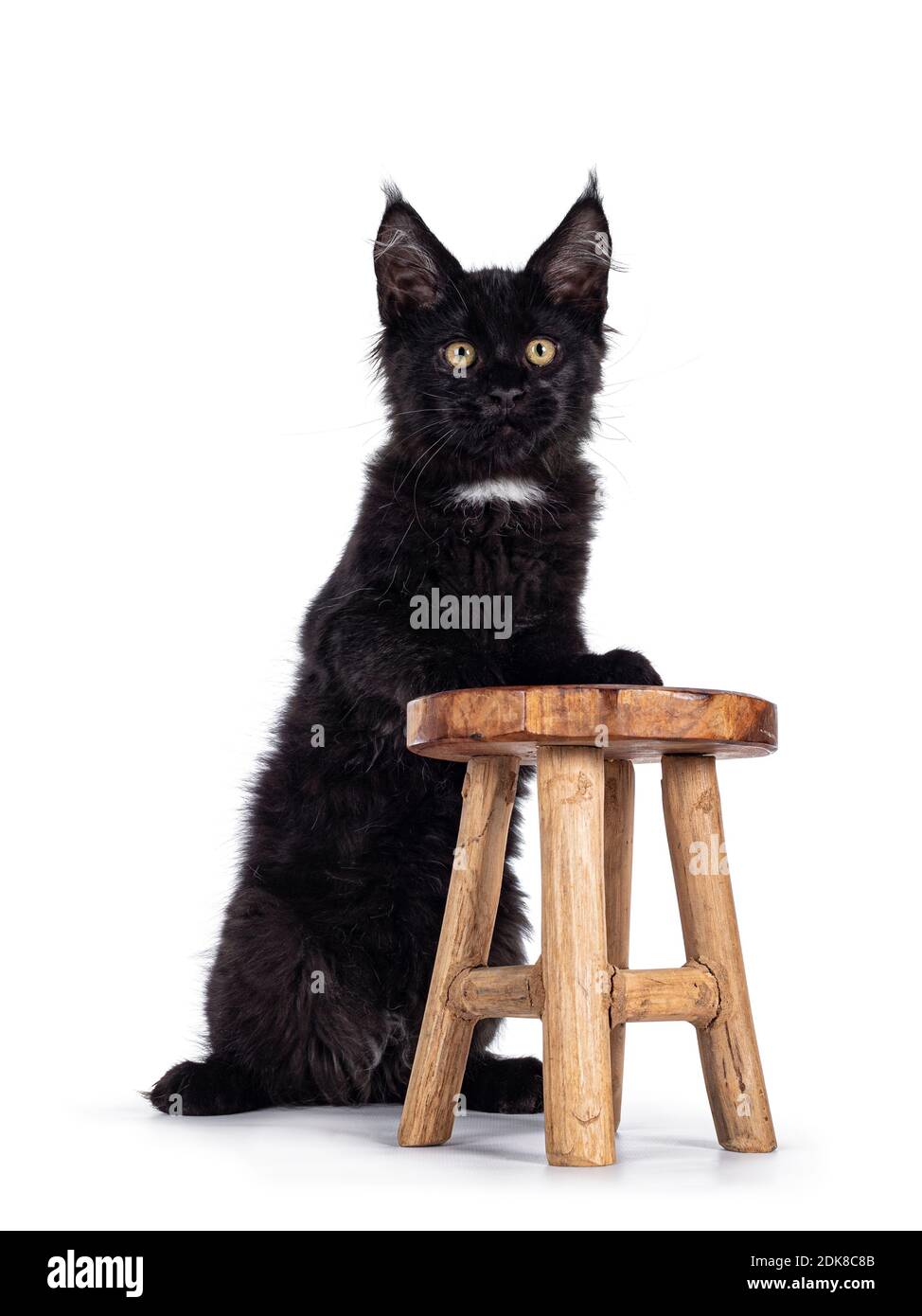 Cute black Maine Coon cat kitten with white spot, standing beside and