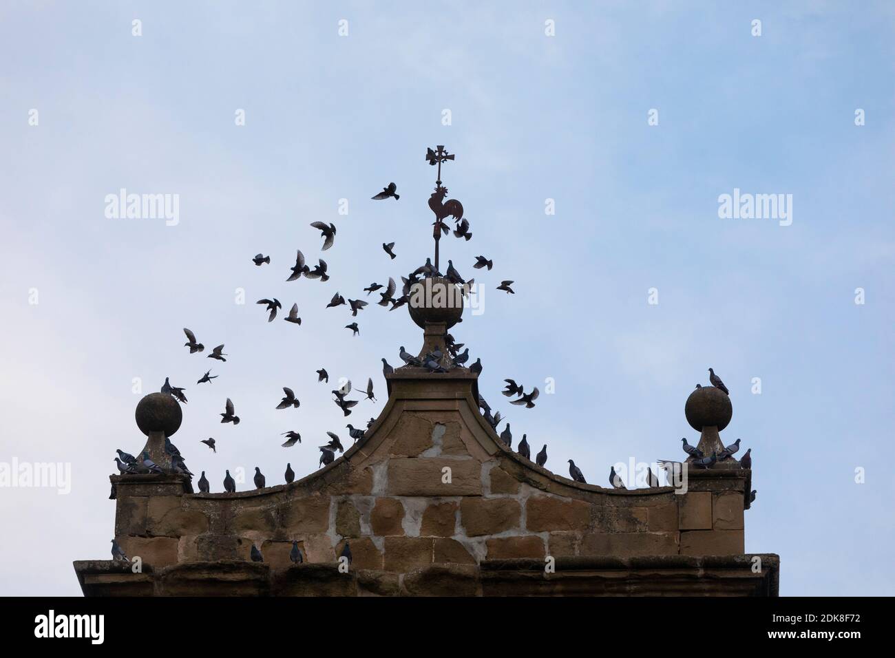 Feral pigeons (Columba livia domestica) and common starlings or European starlings (Sturnus vulgaris) gaggle on a Church belltower at dusk Stock Photo