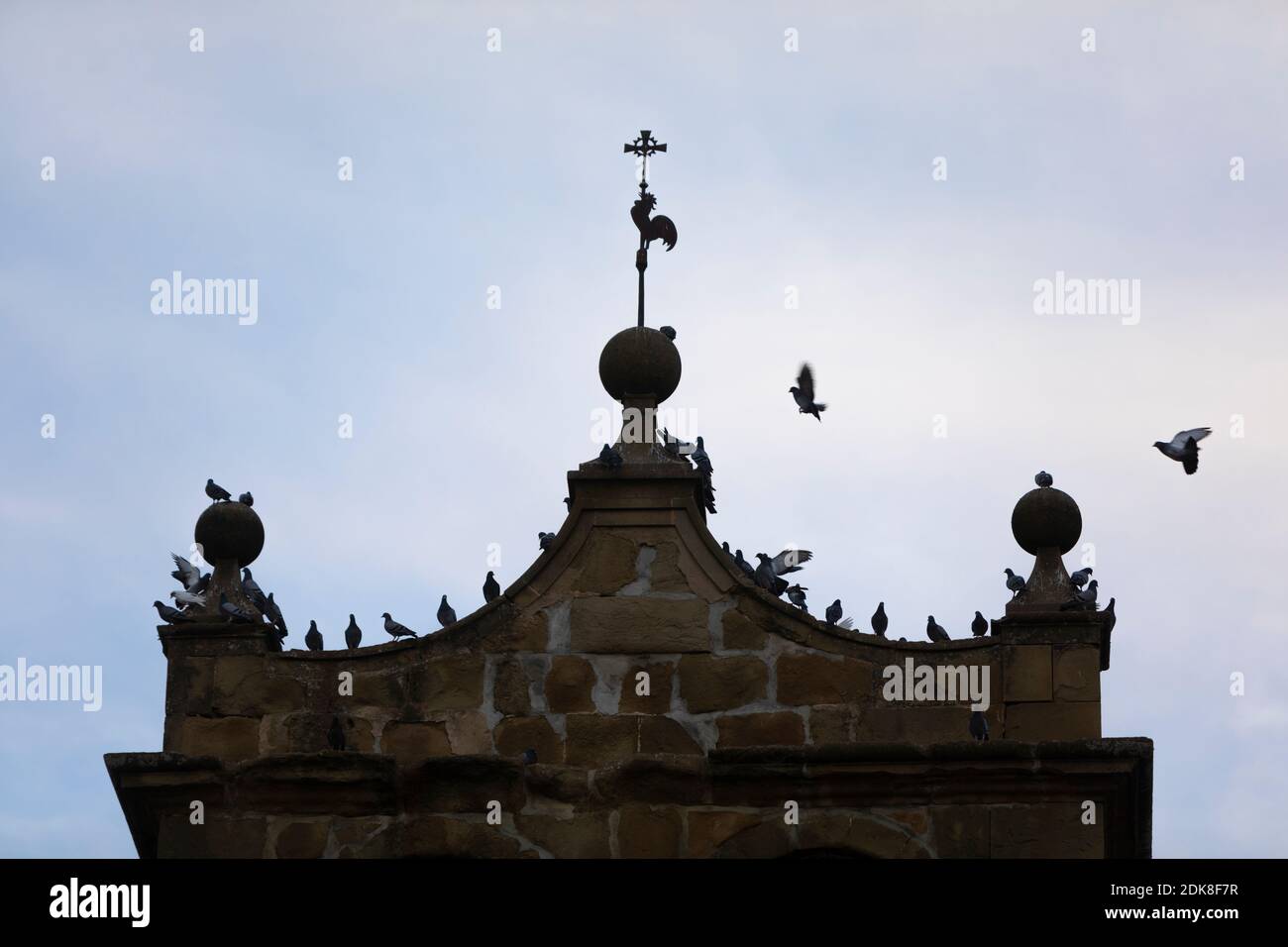 Feral pigeons (Columba livia domestica) and common starlings or European starlings (Sturnus vulgaris) gaggle on a Church belltower at dusk Stock Photo