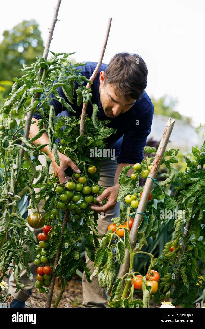 Man picking tomatoes Stock Photo - Alamy
