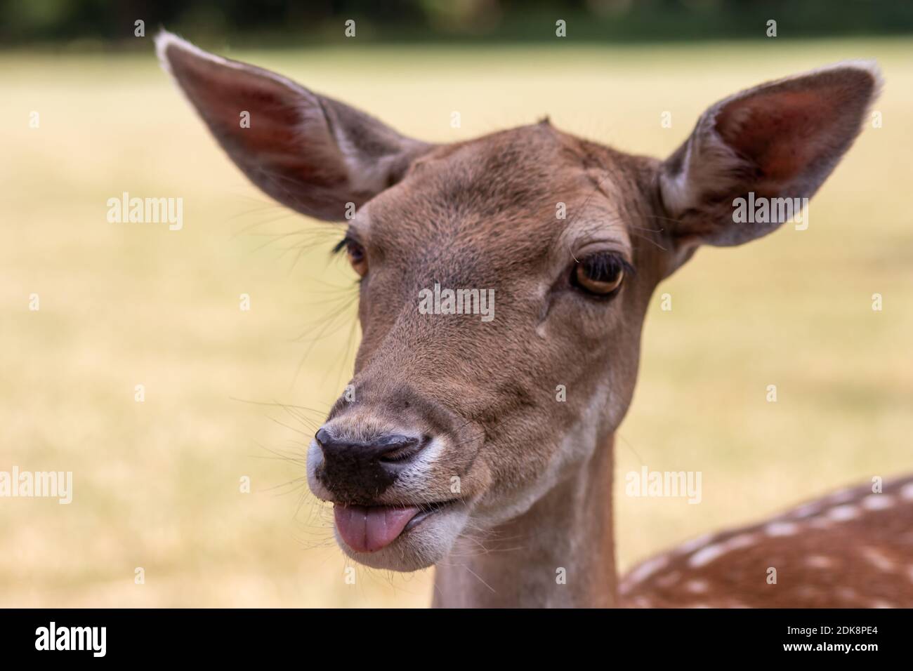 Fallow Deer Sticking Its Tongue Out Right Into The Camera As A Funny