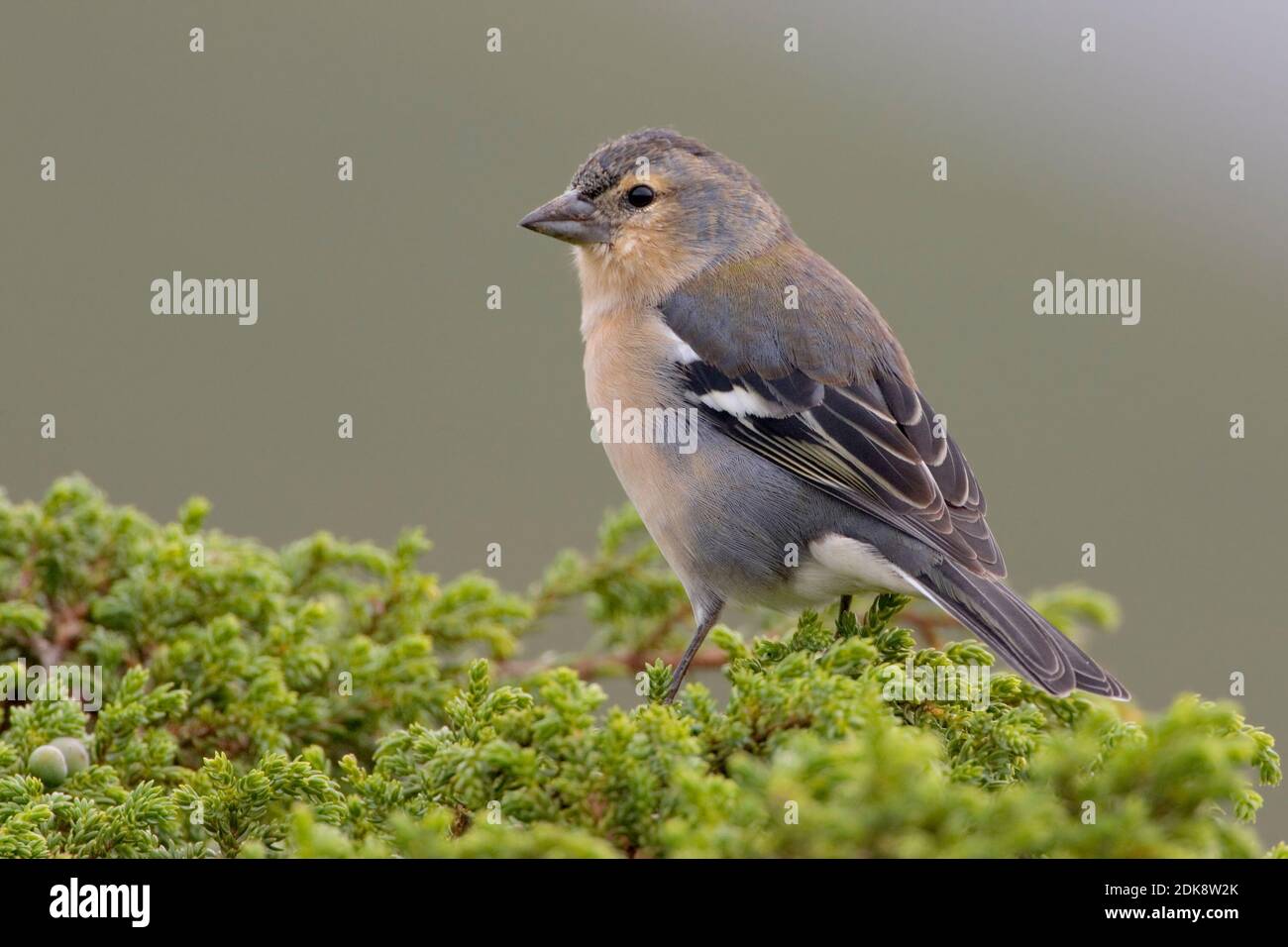 Mannetje Azorenvink; Male Azores Chaffinch Stock Photo - Alamy