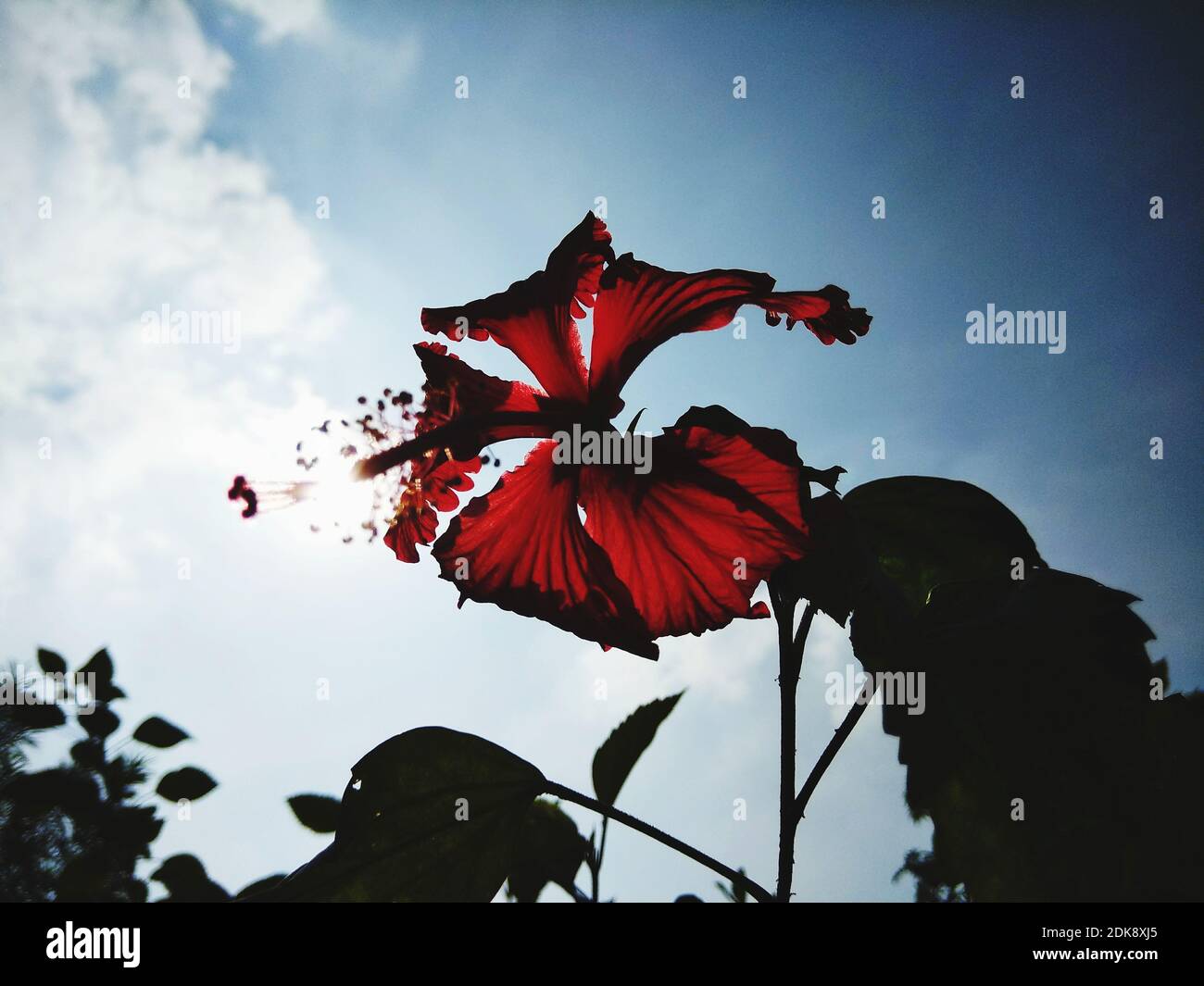 Kana flower hires stock photography and images Alamy