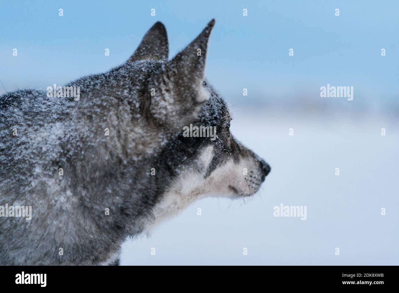 Dog at winter Stock Photo