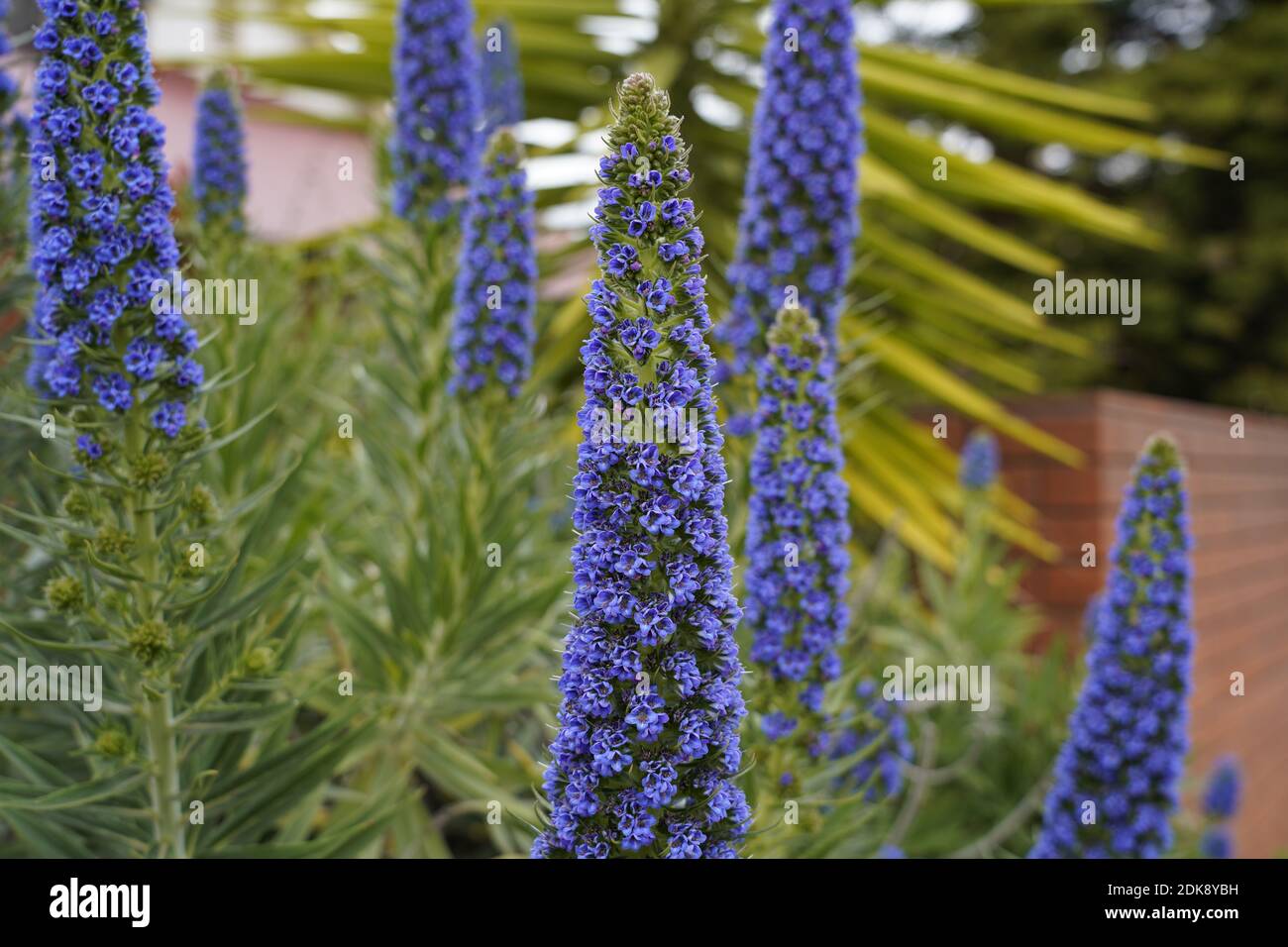 deep blue-purple flowers of spike speedwell 'royal candles' in the Australian garden Stock Photo