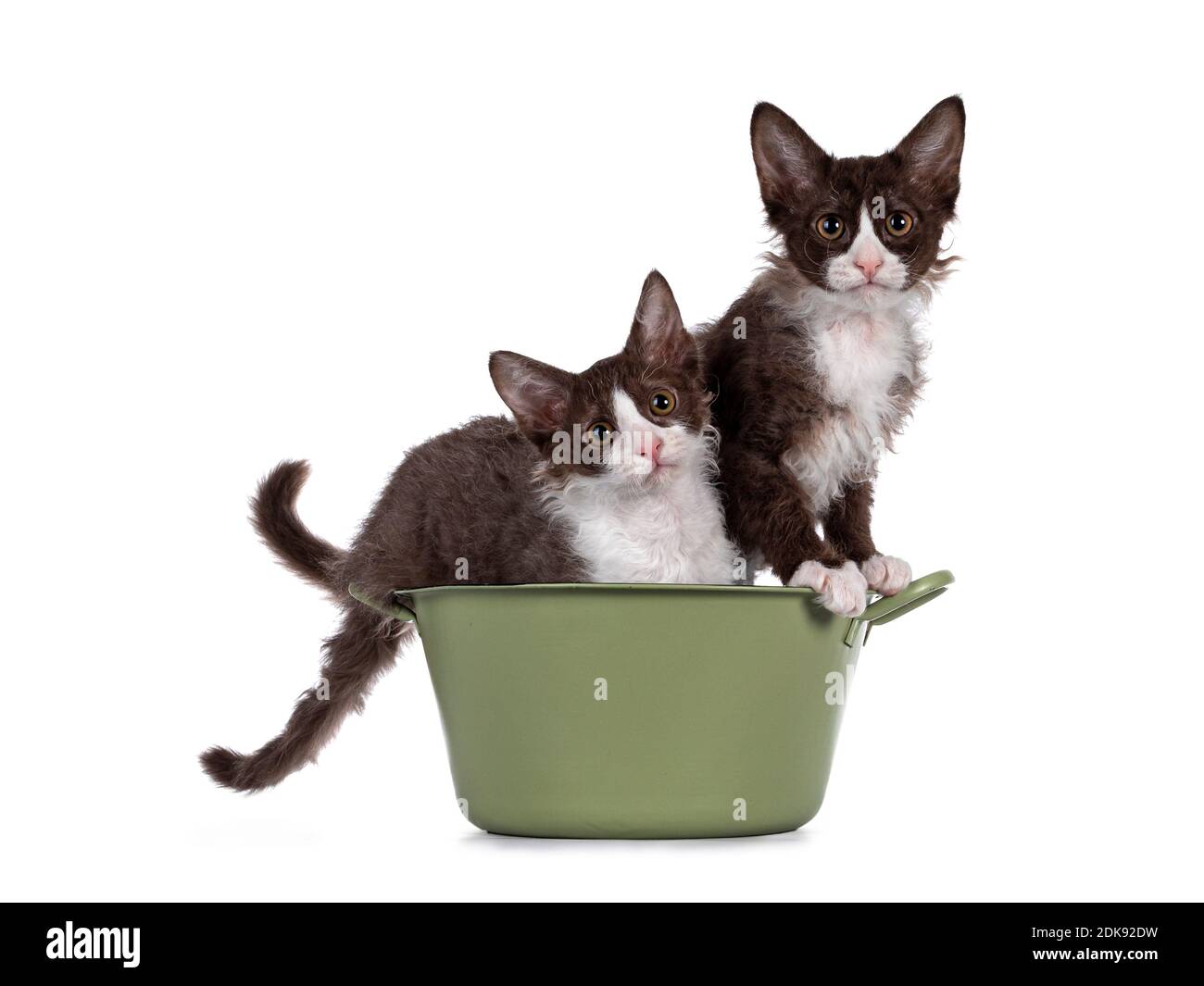 Adorable duo of Bown with white LaPerm cat kittens, sitting together in a green washing tub. Looking both towards camera with curious orange eyes. iso Stock Photo