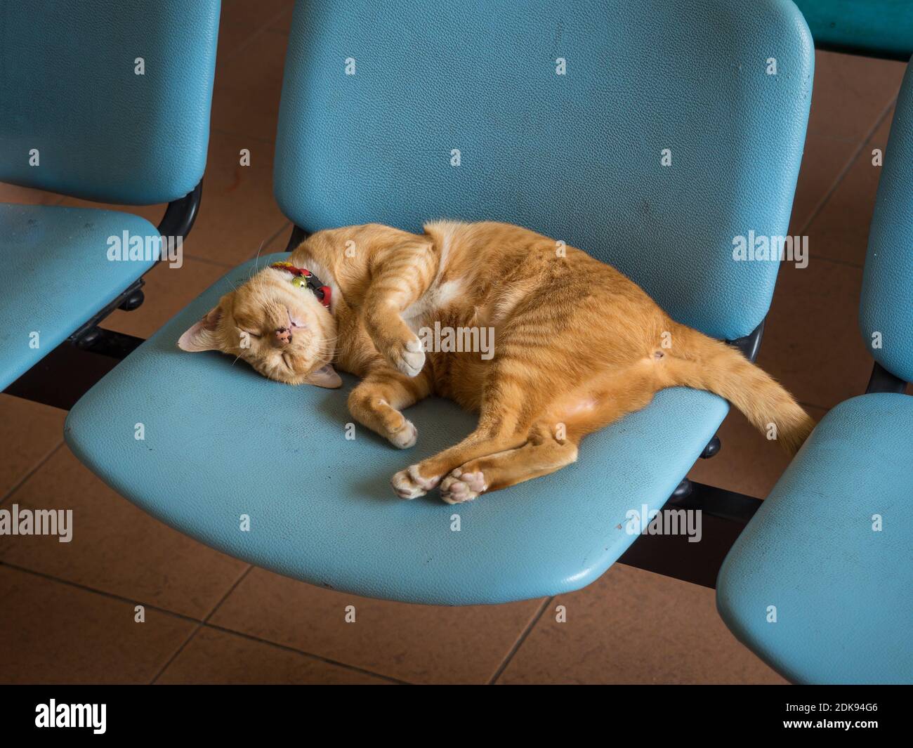 Cat Sleeping On Chair At Railway Station Stock Photo Alamy