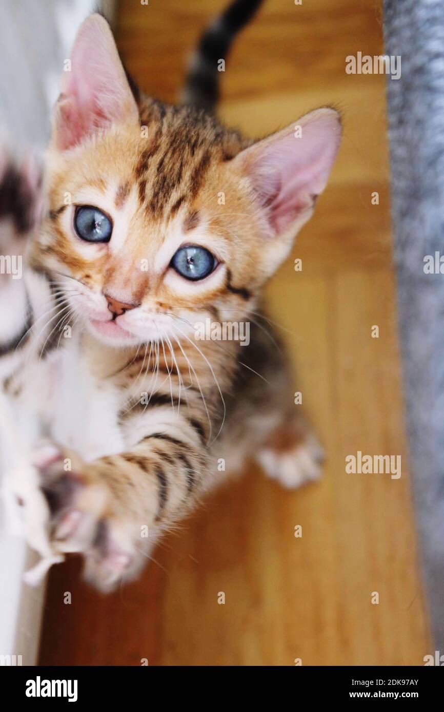 Ginger Bengal Cat High Resolution Stock Photography and Images Alamy