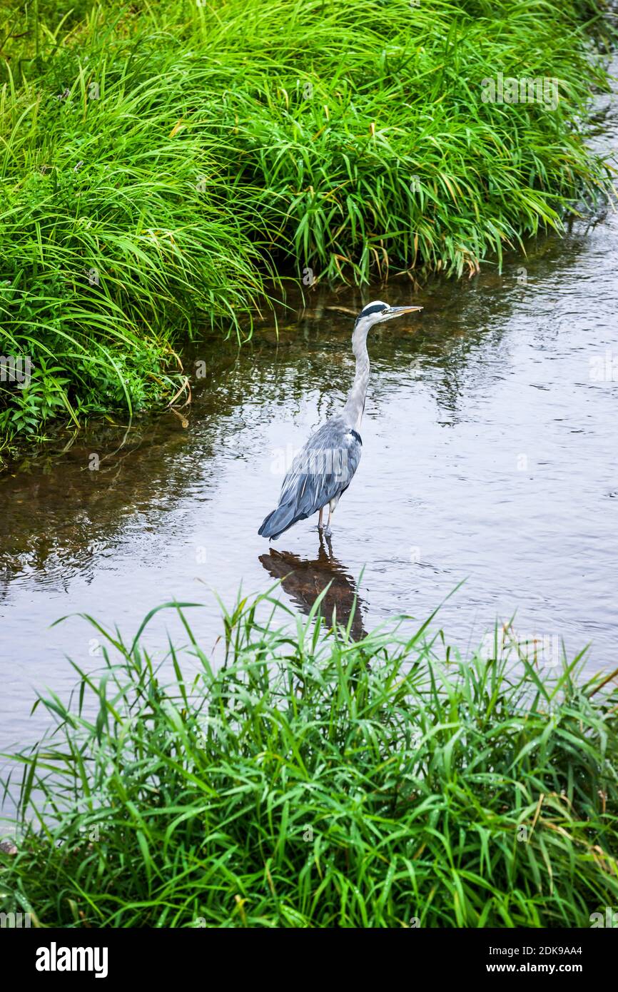 Gray heron on the hunt in a stream Stock Photo