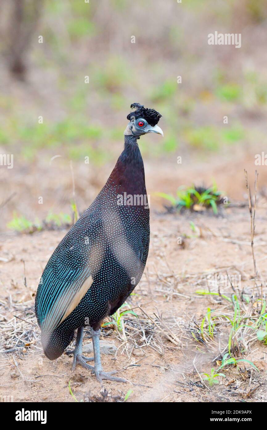 Crested Guineafowl standing portrait. Stock Photo