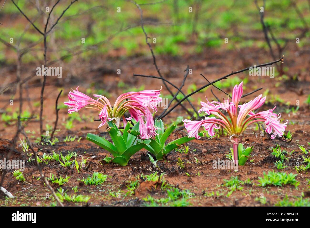 Crinum delagoense flowering on burnt ground. Stock Photo